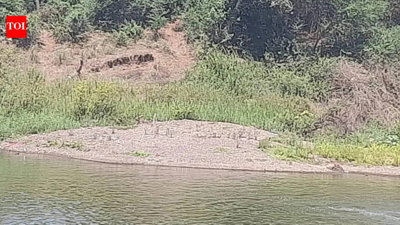 Dry riverbeds in Krishna and Bhima basins become easy targets for sand mafia; night mining keeps Sangli and Solapur officials on toes