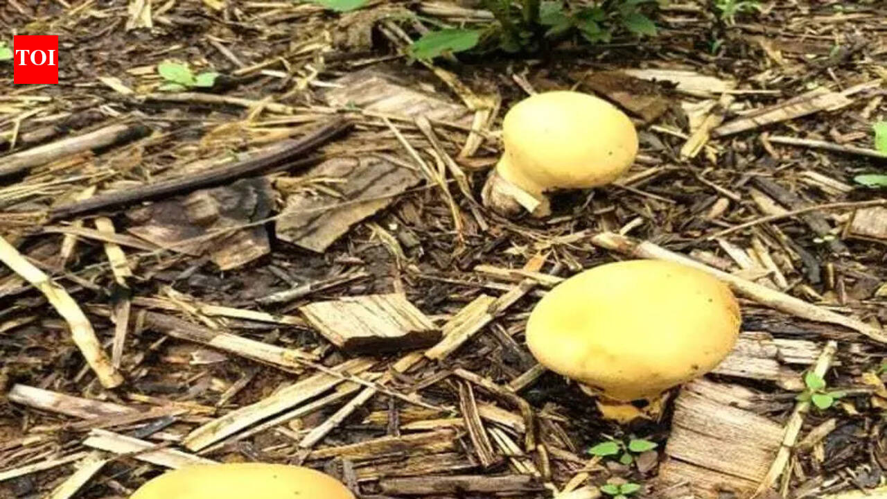 Rare yellow puffball mushroom spotted in Arunachal's Longding