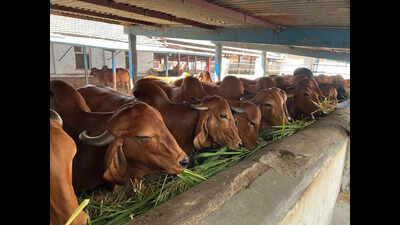 Vet varsity’s guide to keeping cattle cool