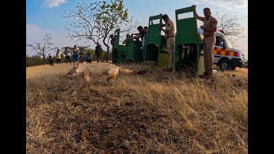 Hidden under vegetable crates in Nandurbar smuggling racket, four Indian foxes return to the wild after rescue