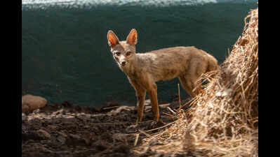 Hidden under vegetable crates in Nandurbar smuggling racket, four Indian foxes return to the wild after rescue