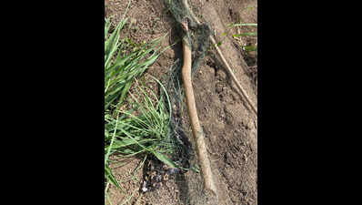 Farm net snares python in Navsari village
