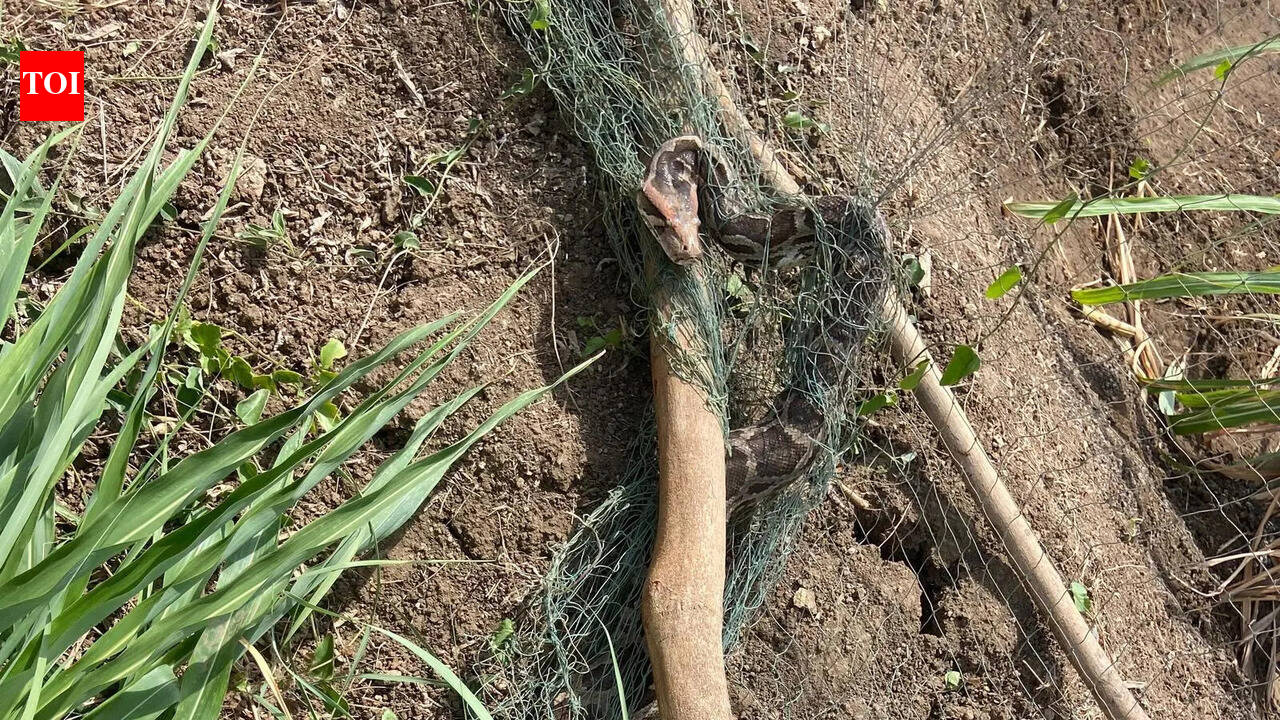 Farm net snares python in Navsari village