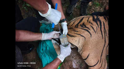 A major milestone in Raj tiger rewilding