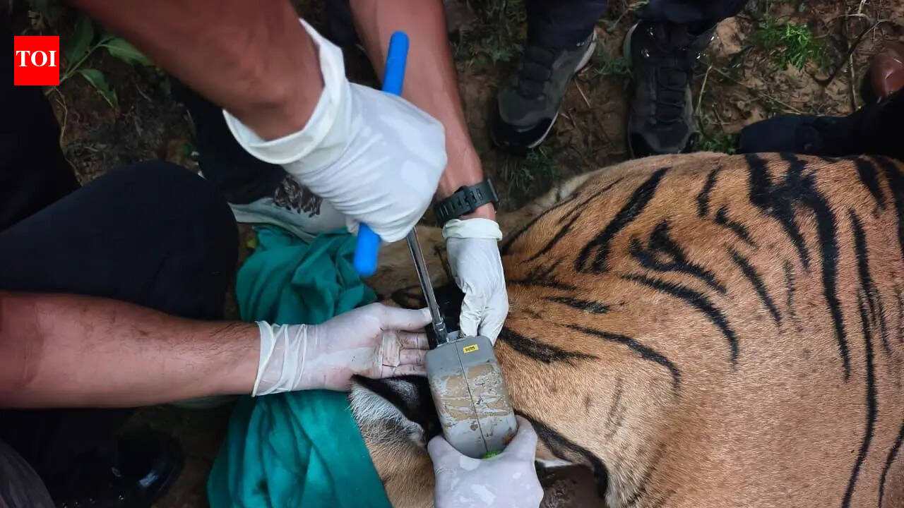 A major milestone in Raj tiger rewilding