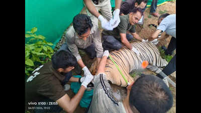 A major milestone in Raj tiger rewilding