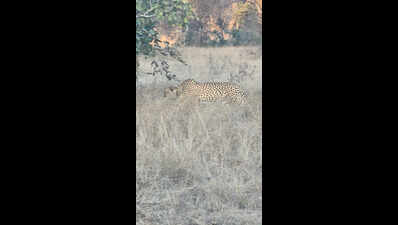 Female Cheetah Veera, 15-Month-Old Offspring Reach Baran from Kuno