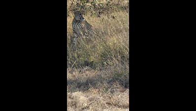 Female Cheetah Veera, 15-Month-Old Offspring Reach Baran from Kuno