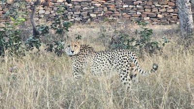 Female Cheetah Veera, 15-Month-Old Offspring Reach Baran from Kuno