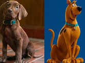 'Scooby-Doo: Origins' first look unveiled; fans react
