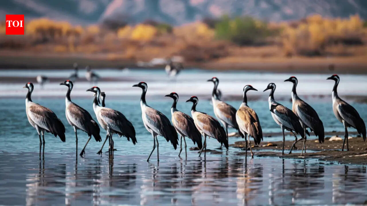7 unbelievable bird migrations around the world that travellers need to bookmark