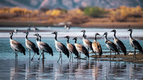 7 unbelievable bird migrations around the world that travellers need to bookmark
