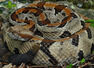 How to identify a timber rattlesnake: The hidden signs of Crotalus horridus&rsquo;s physical characteristics, habitat, and hunting strategy