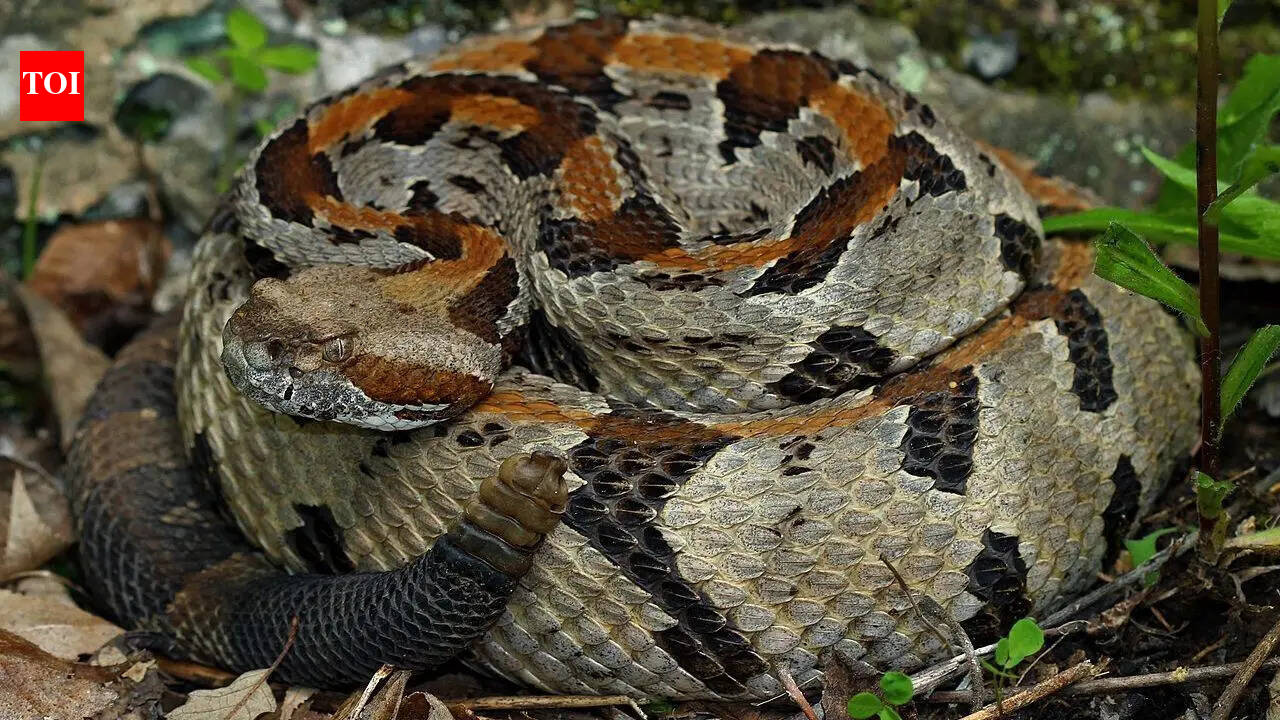 How to identify a timber rattlesnake: The hidden signs of Crotalus horridus’s physical characteristics, habitat, and hunting strategy