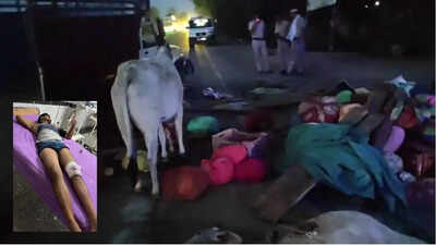 Cow smuggler injured in police encounter in Haryana, cattle rescued after chase on expressway