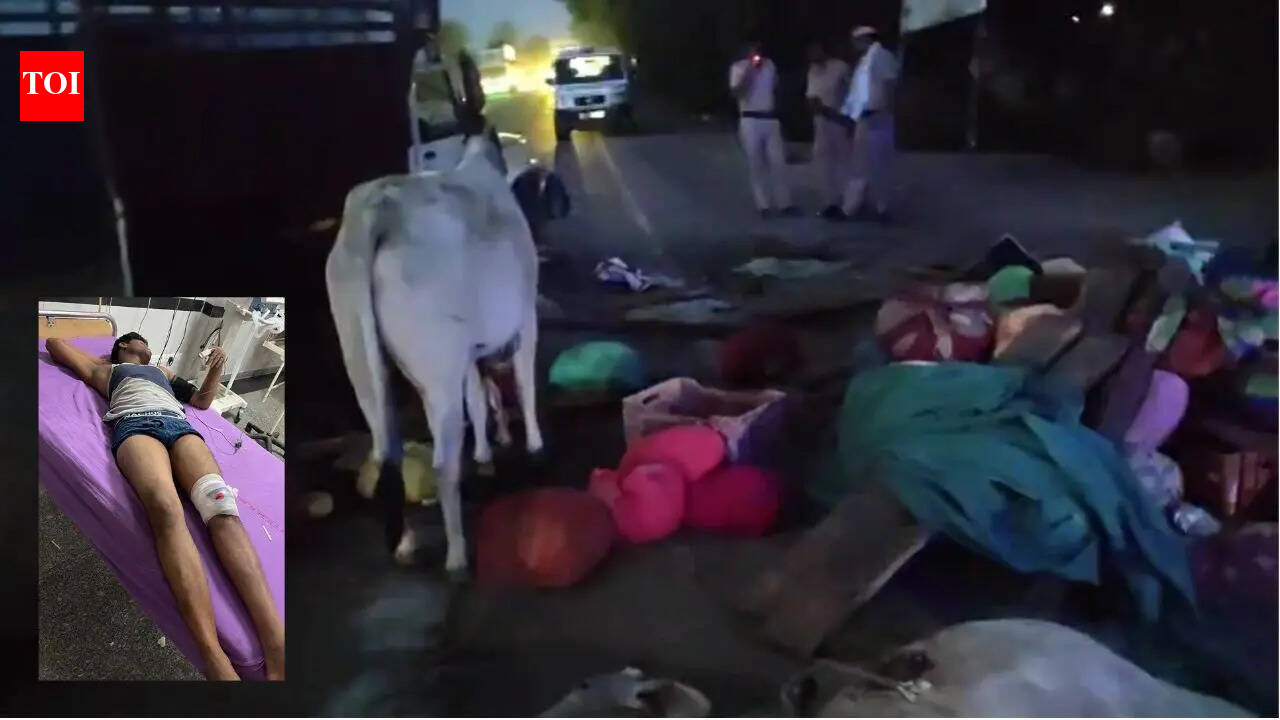 Cow smuggler injured in police encounter in Haryana, cattle rescued after chase on expressway