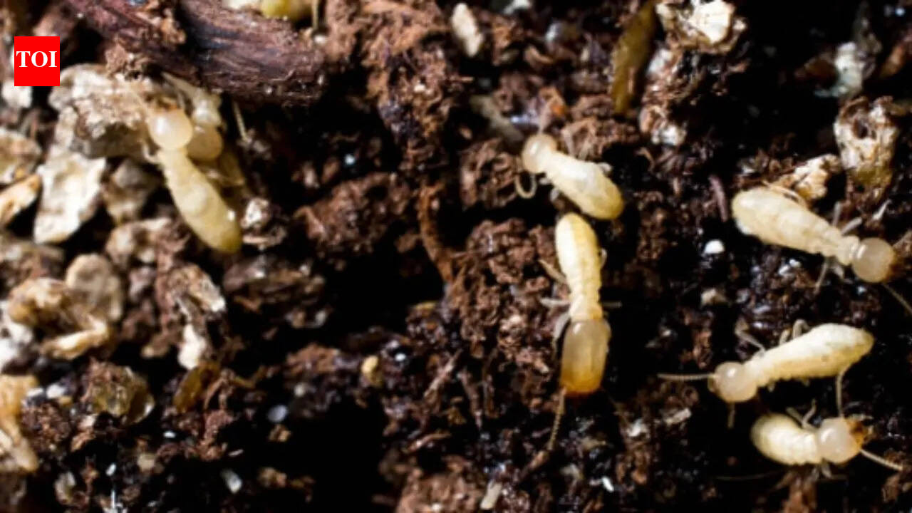 Termites in the Garden? Here’s what to do before they become a bigger problem