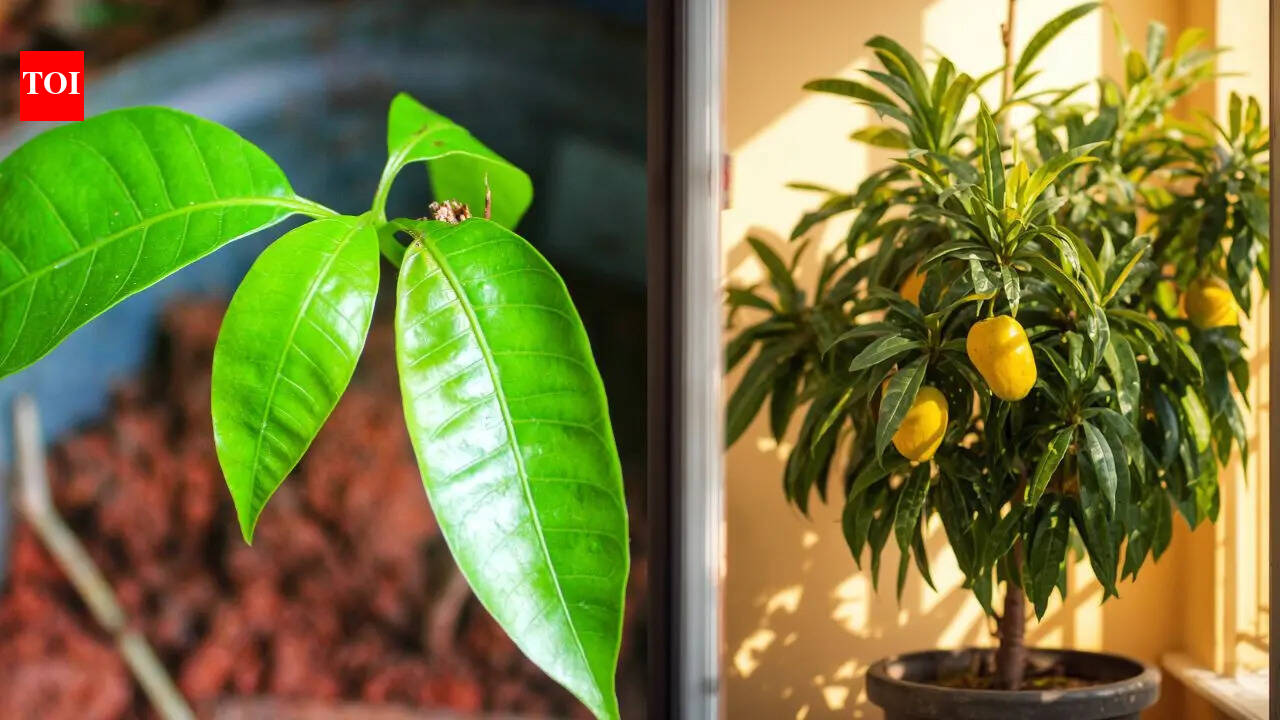 This rare Baramasi mango tree produces juicy mangoes in just 9 months, and that too on your balcony. Here's how!