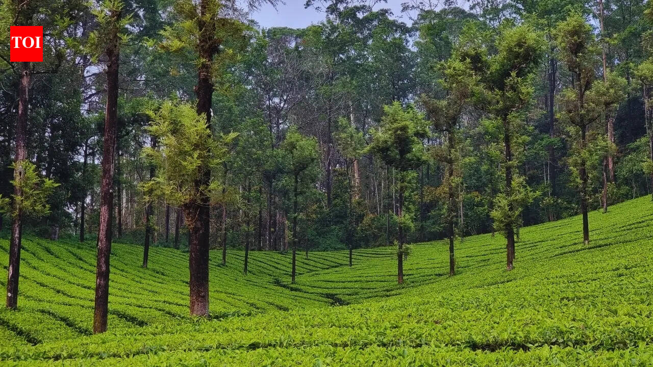 Not Munnar, not Ooty: Anand Mahindra's hilly hidden gem may be the alternative travellers need right now