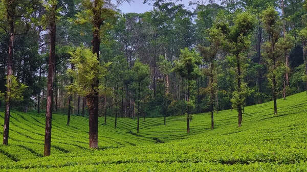 Not Munnar, not Ooty: Anand Mahindra's hilly hidden gem may be the alternative travellers need right now