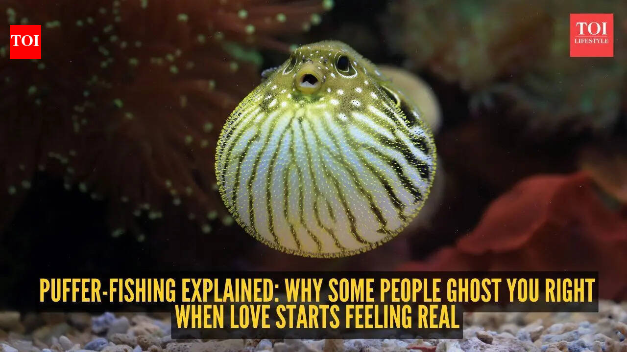 Puffer-fishing explained: Why some people ghost you right when love ...