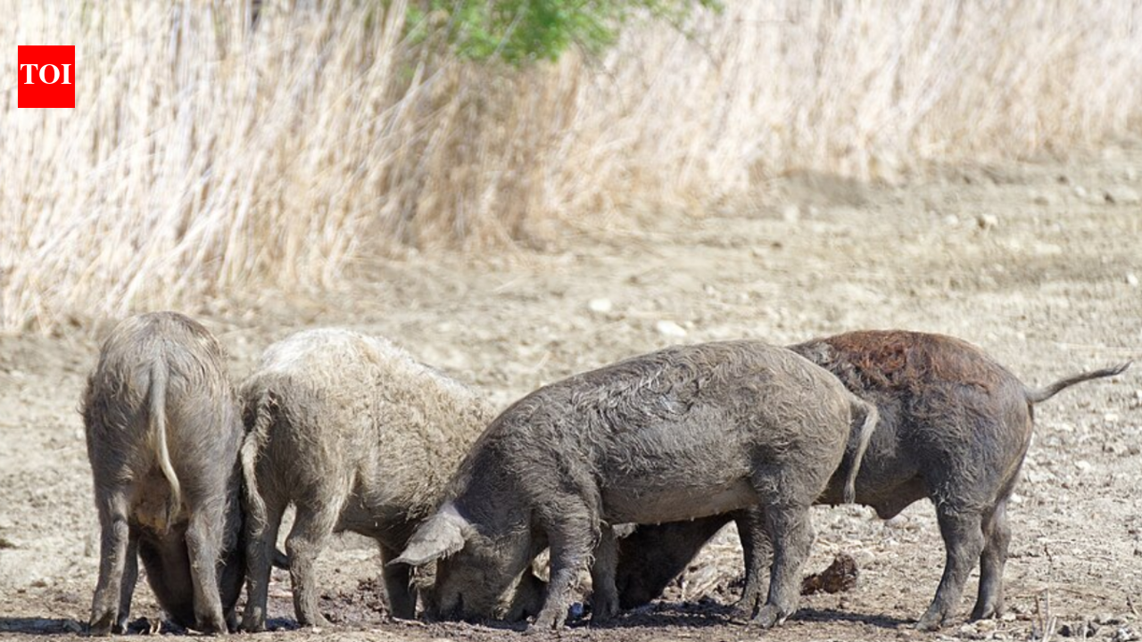 Farm pigs were abandoned in Fukushima after the 2011 nuclear disaster: Fifteen years later, their DNA revealed something no one expected