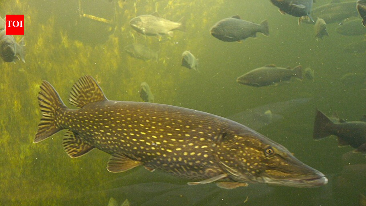 In the 1950s, anglers secretly released northern pike into an Alaskan lake, and warming rivers turned it into a growing threat decades later