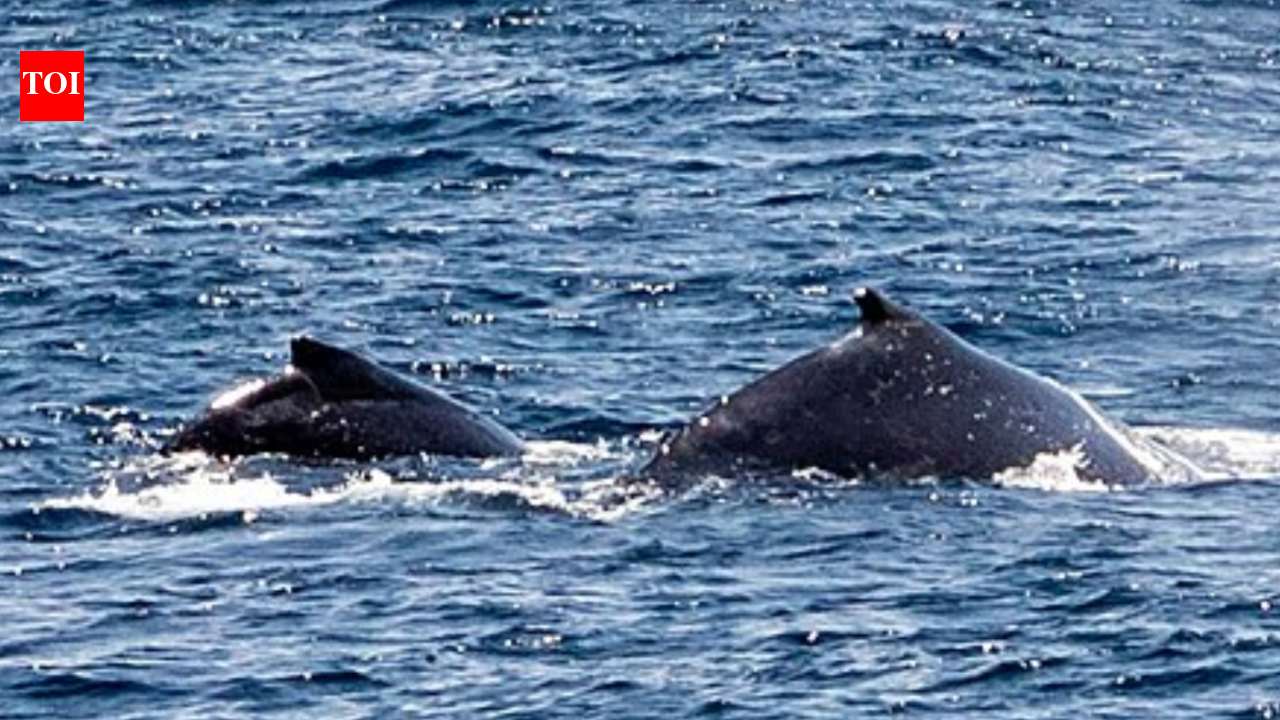 For over a century, whalers hunted South Pacific humpbacks to near-extinction, and decades later, scientists discovered older males now control who fathers the next generation