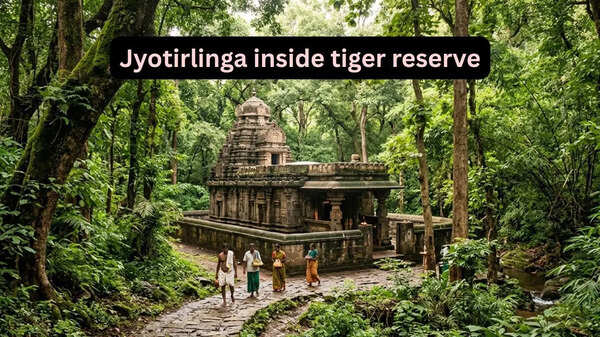 This is the only Jyotirlinga Temple located inside India&rsquo;s largest tiger reserve; here&rsquo;s how to reach It