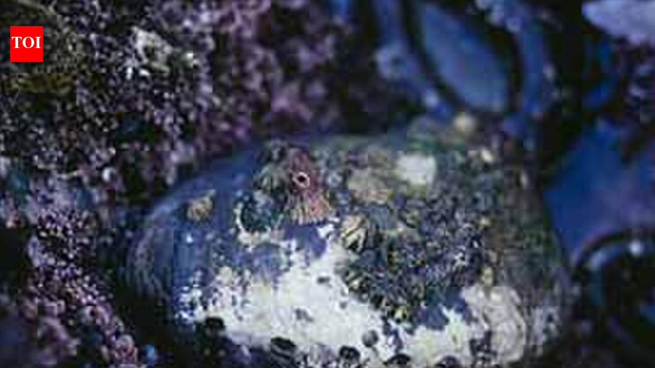 In 1985, a mystery disease killed 99% of California's black abalone: Four decades later, 1,500-year-old shells revealed something scientists didn't expect about the survivors' DNA