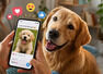 Sending pet videos? How it benefits you