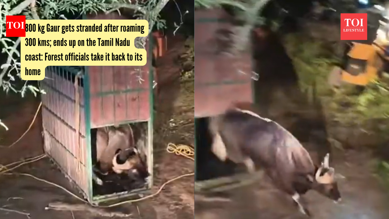 300 किलोमीटर घूमने के बाद फंसे जंगली गौर; तमिलनाडु तट पर समाप्त होता है: वन अधिकारी इसे वापस अपने घर ले जाते हैं |