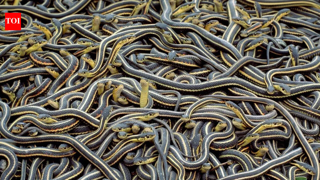 27 snake babies found in a water tank: What attracts snakes to homes and how to stay safe