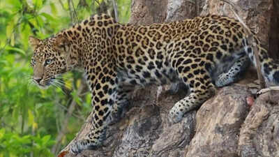 9-year-old girl killed after leopard drags her while sleeping in UP's Bahraich