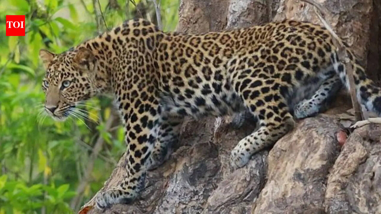 9-year-old girl killed after leopard drags her while sleeping in UP's Bahraich