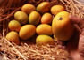 9 mangoes that are not grown in India and what makes them unique