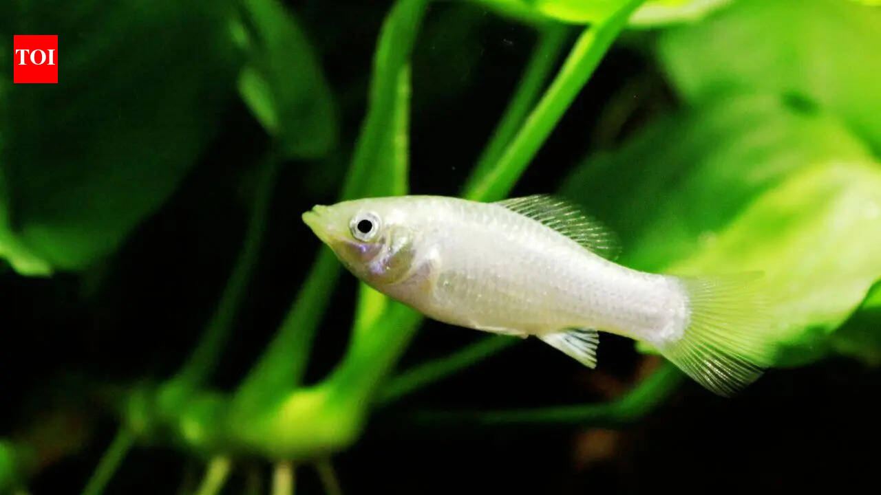 100,000 years without males: The female fish that outsmarted extinction without any males, and is still thriving