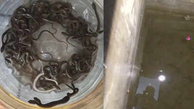 27 snake hatchlings found inside water tank in Haridwar, sparks panic in village