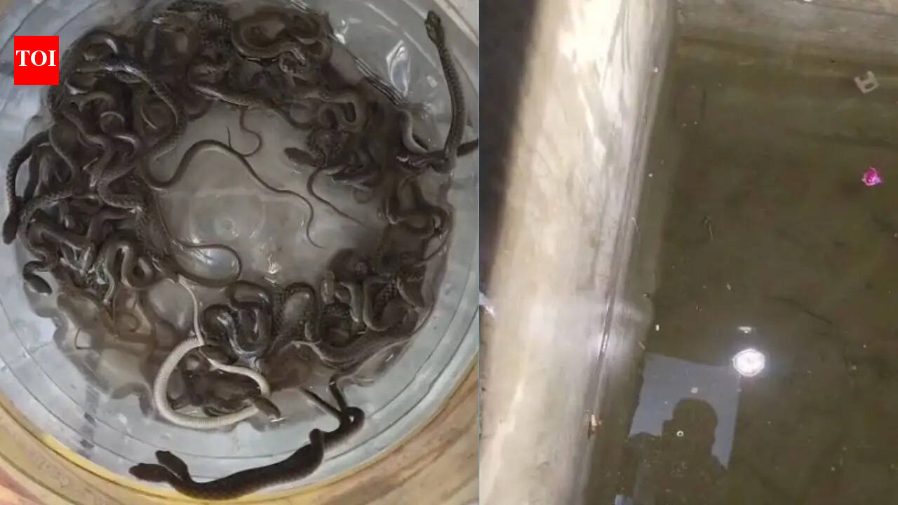 27 snake hatchlings found inside water tank in Haridwar, sparks panic in village