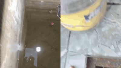 27 snake hatchlings found inside water tank in Haridwar, sparks panic in village