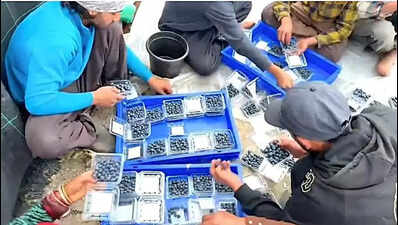 Blueberry farming makes its debut in Dehradun