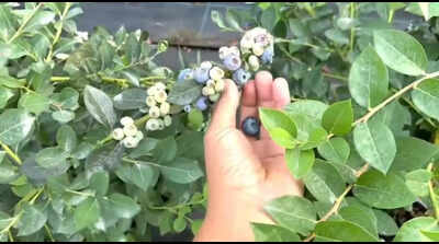 Blueberry farming makes its debut in Dehradun