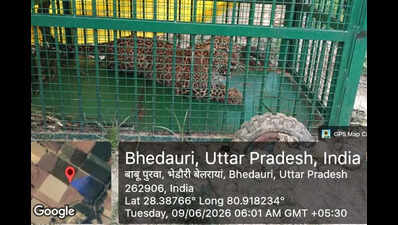 3 stray leopardesses rescued in 18 days in Kheri