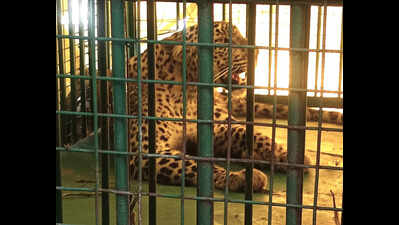 3 stray leopardesses rescued in 18 days in Kheri