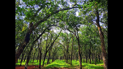 Citing safety, rubber yielding trees axed in Pathanamthitta
