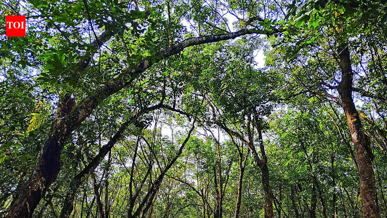 Citing safety, rubber yielding trees axed in Pathanamthitta