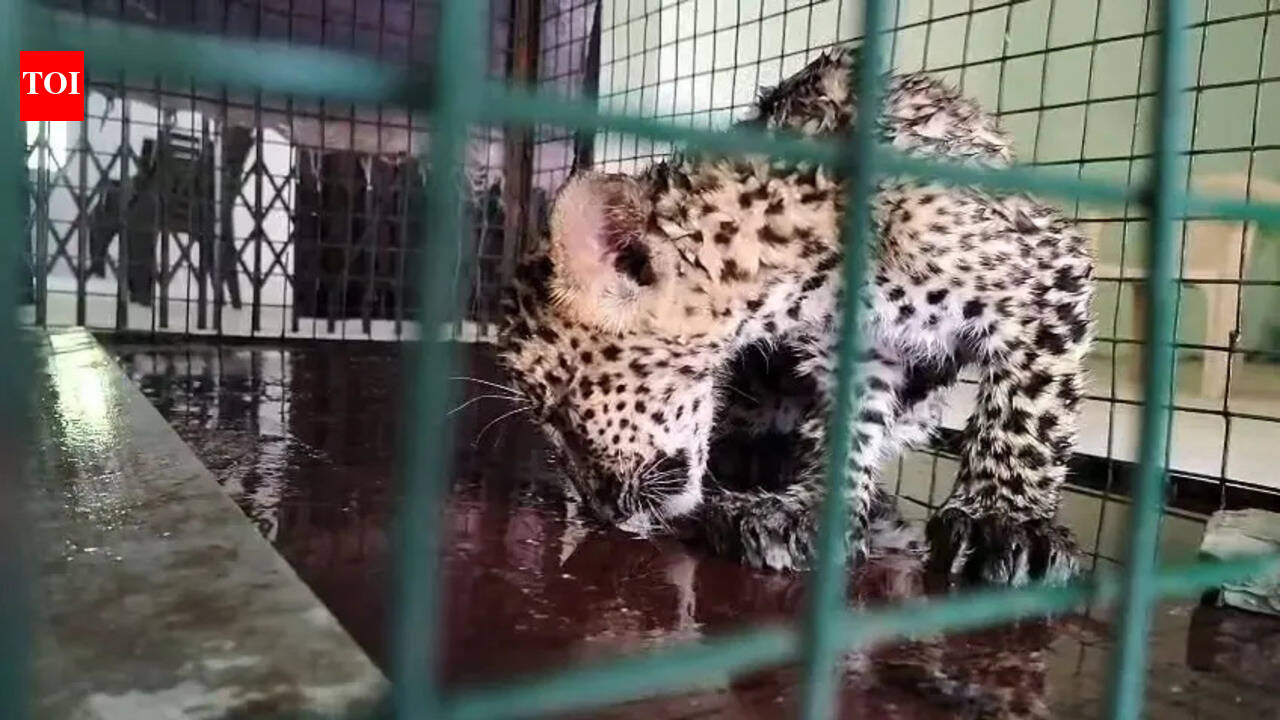 Op on to reunite 2-month-old leopard cub with mother in Barwani