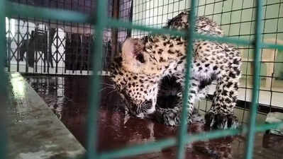Op on to reunite 2-month-old leopard cub with mother in Barwani