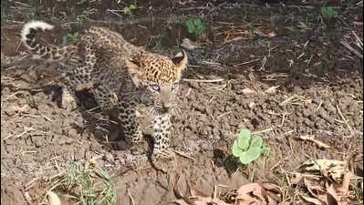 Op on to reunite 2-month-old leopard cub with mother in Barwani
