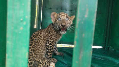 Op on to reunite 2-month-old leopard cub with mother in Barwani
